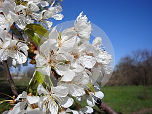 Closeup of a branch with white cherry flowers and blue spring sky
