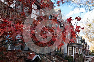 Branches of a Beautiful Red Tree during Autumn in front of a Row of Old Brick Homes in Long Island City Queens New York