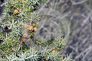 A closeup of branches and fruits of Cade - Juniperus oxycedrus photo