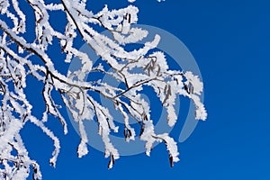 Closeup of branches of a snow winter tree