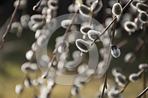 Closeup of branches of weeping purple willow in sunlight
