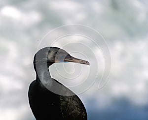 Closeup of Brandt Cormorant near La Jolla Cove, San Diego photo