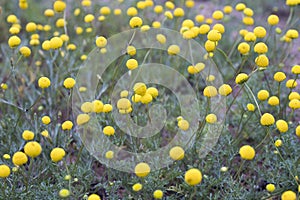 Closeup of the Brass Buttons Cotula coronopifolia plant