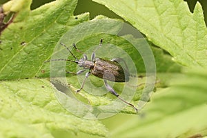 Closeup on a brassy colored half-penny reed beetle, Donacia semicuprea