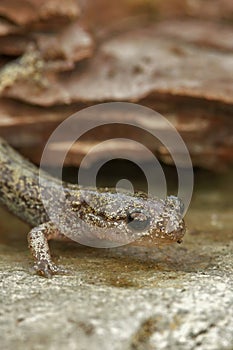 Closeup on a brassy colored juvenile Japanese Hokkaido salamander, Hynobius retardatus