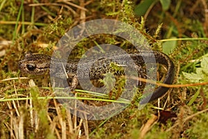 Closeup on a brassy colored juvenile o the Hokkaido salamander, Hynobius retardatus