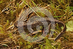 Closeup on a brassy colored juvenile o the Hokkaido salamander, Hynobius retradatus, sitting on green moss