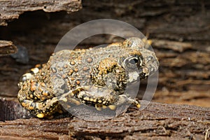 Closeup on a brassy colored juvenile of the Western toad, Anaxyrus boreas sitting on wood