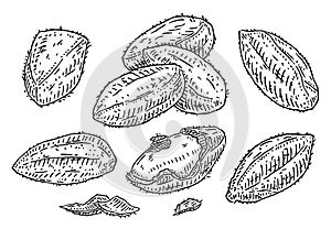 Closeup brazil nuts in shell and half shelled with shucks. Vector engraving photo