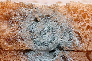 Closeup bread mold fungus