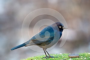 Closeup of Brewer\'s Blackbird (Euphagus cyanocephalus) at Esquimalt Lagoon, Victoria, BC Canada