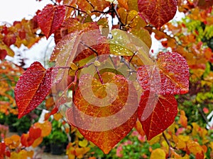 Closeup of the bright American Redbud Flame Thrower leaves