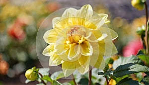 Closeup of bright blooming yellow dahlia flower growing in garden over blurred background on sunny day