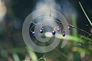 Closeup of bright blue berries with waterdrops in a garden