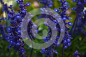 A closeup of bright blue flowers of salvia