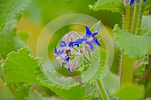 Closeup of  bright blue star flowers