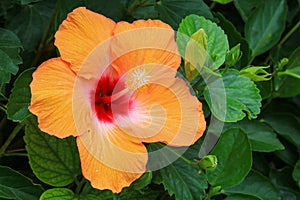 Bright Flowering Mandarin Tradewinds Hibiscus, closeup photo