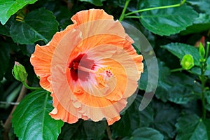 Bright Flowering Mandarin Tradewinds Hibiscus, closeup photo