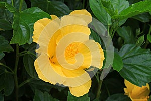 Bright Flowering Yellow Tradewinds Hibiscus, closeup photo