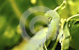 Closeup of the bright green caterpillar against the green background. Shallow focus.