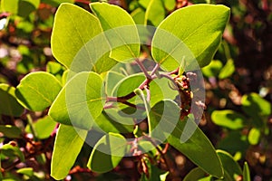 Closeup of bright green leaves of Greenleaf manzanita plant