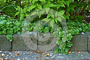 Closeup of bright green leaves growing over concrete bricks in a backyard garden. Lush wild plants on the side of a