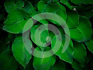 Closeup of bright green pantain lilies