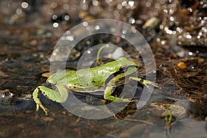 Closeup on a bright green Pseudacris regilla , Pacific treefrog in a small water-puddle