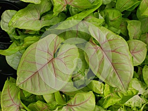 Closeup of the bright leaves of Syngonium Chiffon Allusion photo