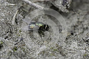 Closeup on a bright metallic Green Pasture Fly, Neomyia cornicina, sitting on the ground