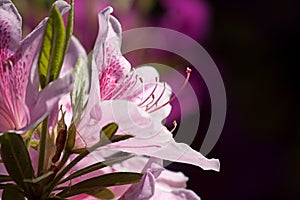 Closeup of Bright Pink Azalea Blossoms
