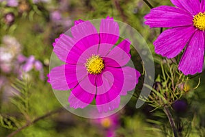 Closeup of Bright Pink Cosmos Flowers