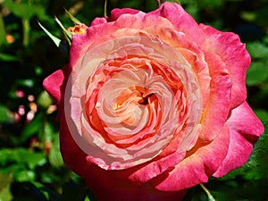 A closeup of a bright pink rose flower at spring time