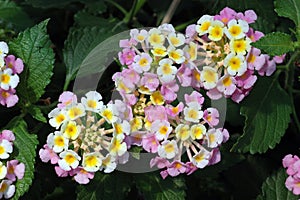 Closeup of Bright Pink and Yellow Lantana Flowers