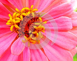 Closeup of a bright pink Zinnia dahlia flower
