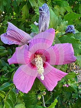 Closeup on a bright purple beautifully blooming flower of the Korean rose, Hibiscus syriacus, in summer sunlight