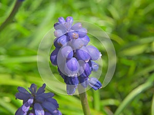 closeup of a bright purple grape hyacinth flower in the garden - muscari