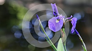 Purple Iris Flower in a Closeup with Dark Bokeh Background