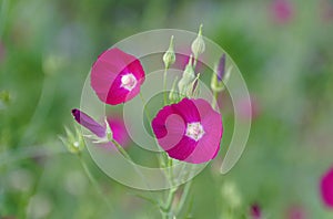 Closeup of the bright Purple Poppy Mallow flowers