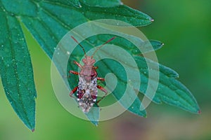 Closeup on a bright red colored European scentless rhopalid plantbug, Rhopalus subrufus sitting on a green leaf