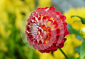 Closeup of the bright red Dahlia \'Arabian Night\'