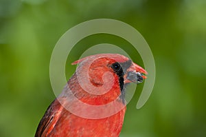 Closeup of bright red male cardinal chewing sunflower seed