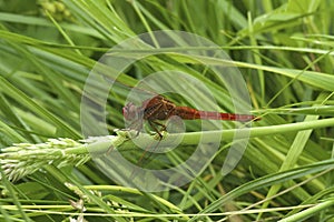 Closeup on a bright red male Red-veined hawker dragonfly, Sympetrum fonscolombii, sitting in the green grass