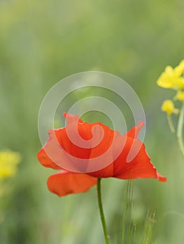 Closeup of red poppy flower in green summer field