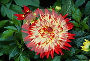 Closeup of the bright red and yellow Dahlia \'Arabian Night