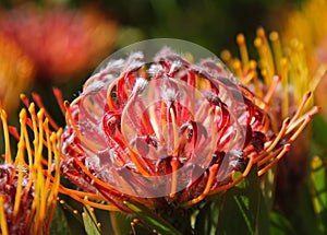 Closeup bright red and yellow protea flowers on plant with leaves in background South Africa. Cape town. Pincushion