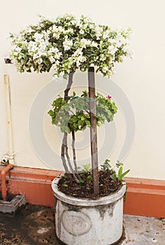 Closeup of bright white bougainvillea tree blossoms as a background