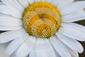 Closeup bright white daisy, macro shot. Shallow depth of field.