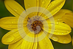 Closeup of a bright yellow african daisy flower in the garden