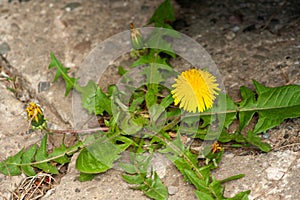 Closeup of a bright yellow blooming Sow Thistle Sonchus oleraceus on green grass photo